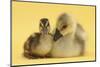 Gosling and Duckling Together on Yellow Background-Mark Taylor-Mounted Premium Photographic Print