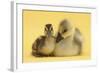 Gosling and Duckling Together on Yellow Background-Mark Taylor-Framed Photographic Print