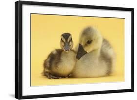 Gosling and Duckling Together on Yellow Background-Mark Taylor-Framed Photographic Print