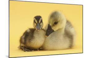 Gosling and Duckling Together on Yellow Background-Mark Taylor-Mounted Photographic Print