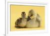 Gosling and Duckling Together on Yellow Background-Mark Taylor-Framed Photographic Print