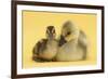 Gosling and Duckling Together on Yellow Background-Mark Taylor-Framed Photographic Print