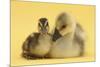 Gosling and Duckling Together on Yellow Background-Mark Taylor-Mounted Photographic Print