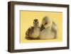 Gosling and Duckling Together on Yellow Background-Mark Taylor-Framed Photographic Print