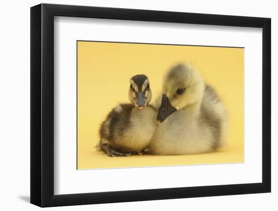 Gosling and Duckling Together on Yellow Background-Mark Taylor-Framed Photographic Print