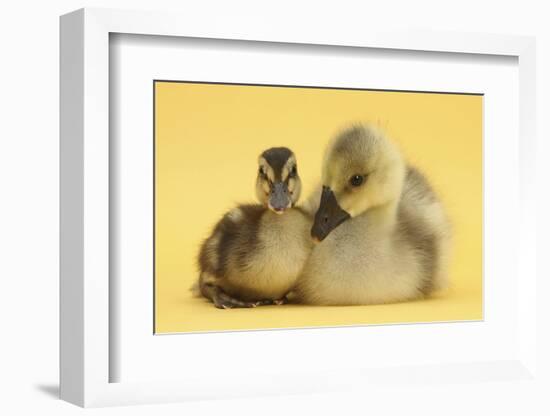Gosling and Duckling Together on Yellow Background-Mark Taylor-Framed Photographic Print