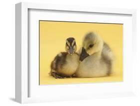 Gosling and Duckling Together on Yellow Background-Mark Taylor-Framed Photographic Print