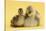 Gosling and Duckling Together on Yellow Background-Mark Taylor-Stretched Canvas