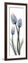 Gossamer Dipped Tulips 1-Albert Koetsier-Framed Art Print