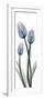 Gossamer Dipped Tulips 1-Albert Koetsier-Framed Art Print