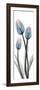 Gossamer Dipped Tulips 1-Albert Koetsier-Framed Art Print