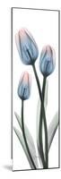 Gossamer Dipped Tulips 1-Albert Koetsier-Mounted Premium Giclee Print