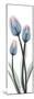 Gossamer Dipped Tulips 1-Albert Koetsier-Mounted Premium Giclee Print