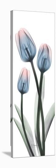 Gossamer Dipped Tulips 1-Albert Koetsier-Stretched Canvas