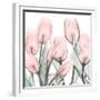 Gossamer Pink Tulips 1-Albert Koetsier-Framed Premium Giclee Print