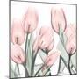 Gossamer Pink Tulips 1-Albert Koetsier-Mounted Premium Giclee Print