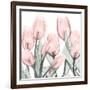 Gossamer Pink Tulips 1-Albert Koetsier-Framed Art Print