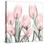 Gossamer Pink Tulips 1-Albert Koetsier-Stretched Canvas