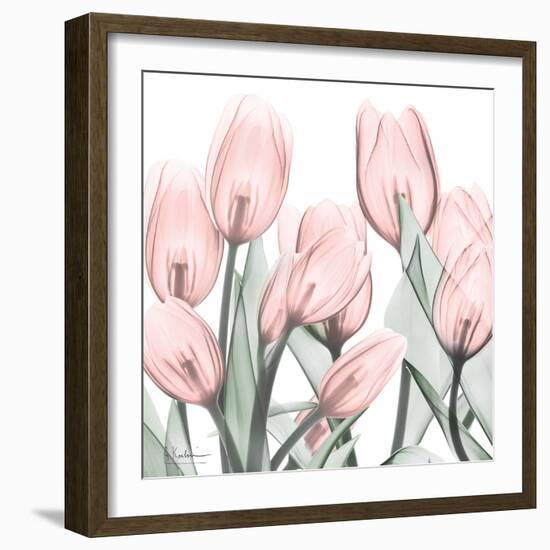 Gossamer Pink Tulips 1-Albert Koetsier-Framed Art Print