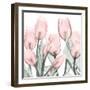 Gossamer Pink Tulips 1-Albert Koetsier-Framed Art Print