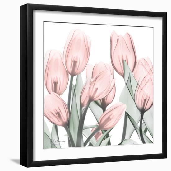 Gossamer Pink Tulips 1-Albert Koetsier-Framed Art Print