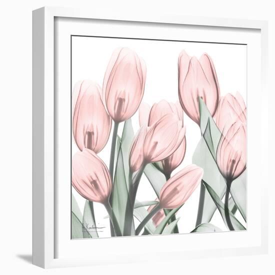 Gossamer Pink Tulips 1-Albert Koetsier-Framed Art Print