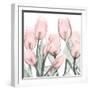 Gossamer Pink Tulips 1-Albert Koetsier-Framed Art Print