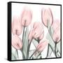 Gossamer Pink Tulips 1-Albert Koetsier-Framed Stretched Canvas