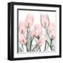 Gossamer Pink Tulips 1-Albert Koetsier-Framed Art Print