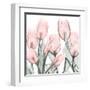 Gossamer Pink Tulips 1-Albert Koetsier-Framed Art Print