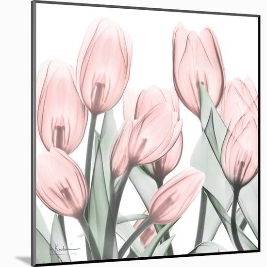 Gossamer Pink Tulips 1-Albert Koetsier-Mounted Art Print