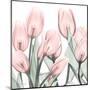 Gossamer Pink Tulips 1-Albert Koetsier-Mounted Art Print