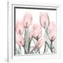 Gossamer Pink Tulips 1-Albert Koetsier-Framed Art Print