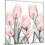 Gossamer Pink Tulips 1-Albert Koetsier-Mounted Art Print