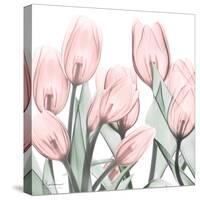 Gossamer Pink Tulips 1-Albert Koetsier-Stretched Canvas