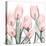 Gossamer Pink Tulips 1-Albert Koetsier-Stretched Canvas