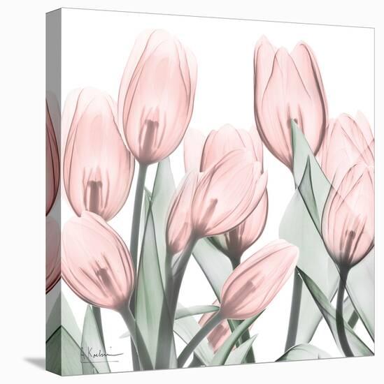 Gossamer Pink Tulips 1-Albert Koetsier-Stretched Canvas