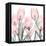 Gossamer Pink Tulips 1-Albert Koetsier-Framed Stretched Canvas