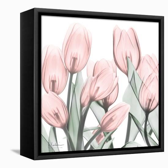 Gossamer Pink Tulips 1-Albert Koetsier-Framed Stretched Canvas