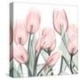 Gossamer Pink Tulips 1-Albert Koetsier-Stretched Canvas