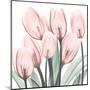 Gossamer Pink Tulips 2-Albert Koetsier-Mounted Art Print