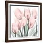 Gossamer Pink Tulips 2-Albert Koetsier-Framed Art Print