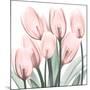 Gossamer Pink Tulips 2-Albert Koetsier-Mounted Art Print