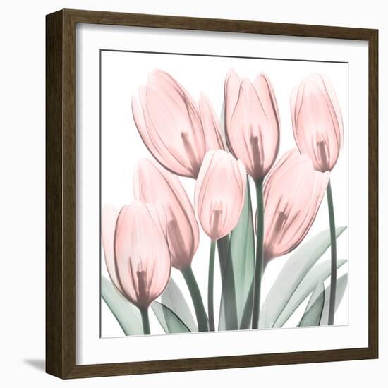 Gossamer Pink Tulips 2-Albert Koetsier-Framed Art Print