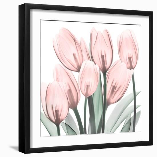 Gossamer Pink Tulips 2-Albert Koetsier-Framed Art Print