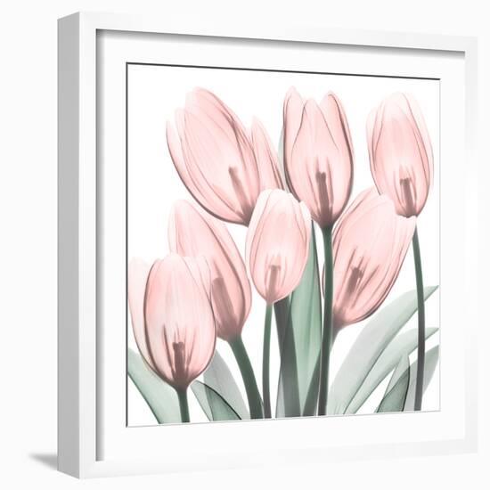 Gossamer Pink Tulips 2-Albert Koetsier-Framed Art Print