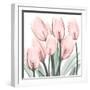 Gossamer Pink Tulips 2-Albert Koetsier-Framed Art Print