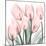 Gossamer Pink Tulips 2-Albert Koetsier-Mounted Art Print