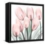 Gossamer Pink Tulips 2-Albert Koetsier-Framed Stretched Canvas