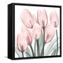 Gossamer Pink Tulips 2-Albert Koetsier-Framed Stretched Canvas